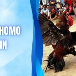 Đá Gà Thomo Hôm Nay - Săn Link HD Siêu Mượt Bản Quyền 